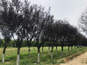 第一天 走進(jìn)園林花木的神秘之地——探秘園林綠化工程設(shè)計(jì)及施工